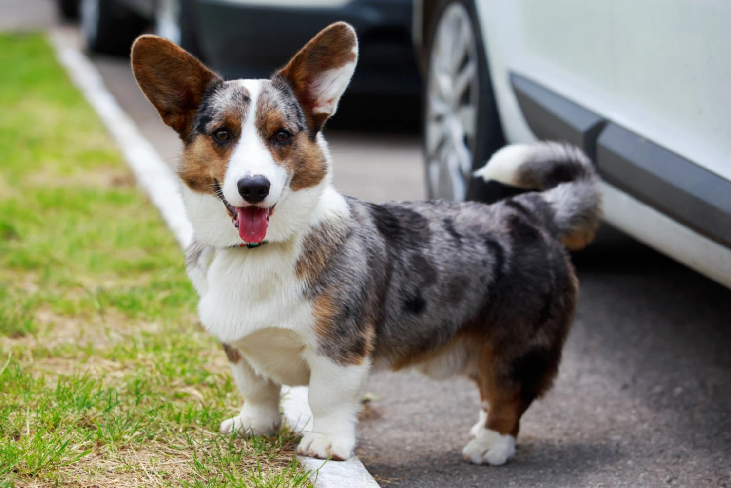 BMW X5 Dog Car Seat for Cardigan Welsh Corgis