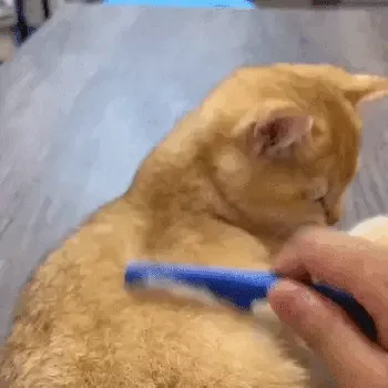 ezgif.com-webp-to-gif-converted