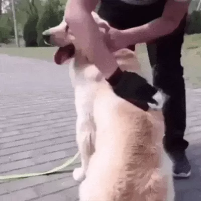 groomingglove